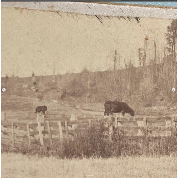 Antique Cabinet Card 1800s Photo Rural Farm Family Cows Reading PA Creepy - Picture 5 of 6